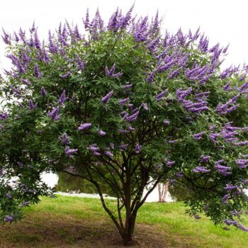 vitex